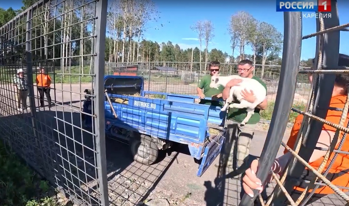    фото: скриншот видео