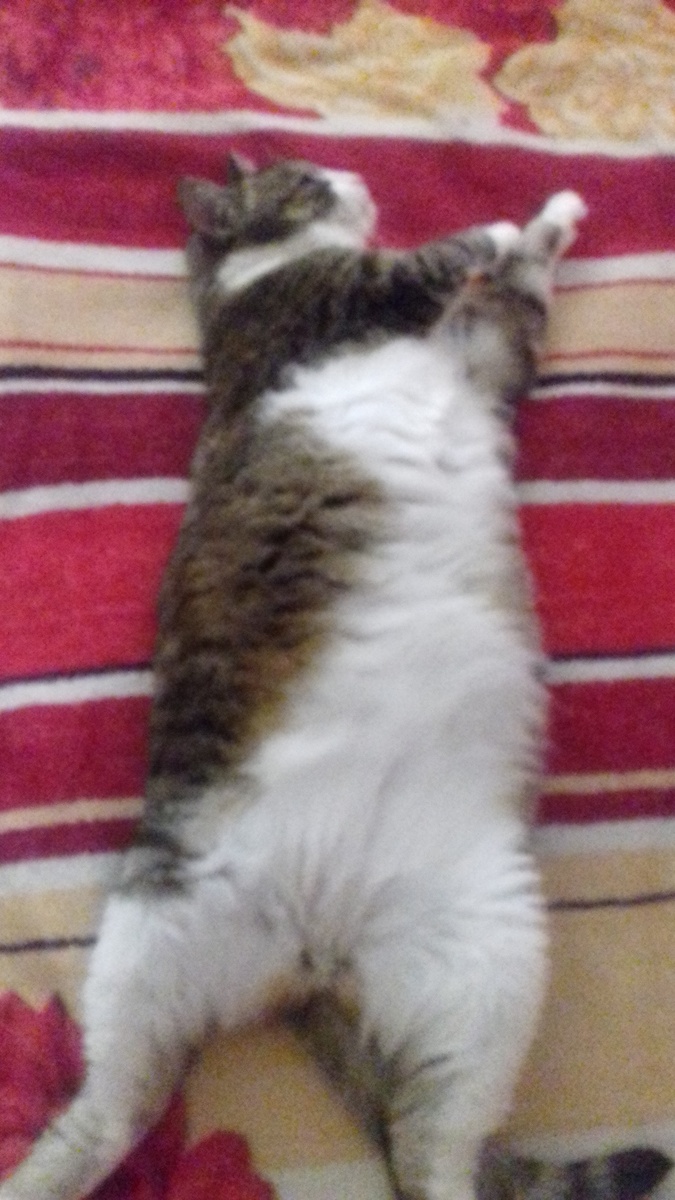 Моя кошка.Фото автора.