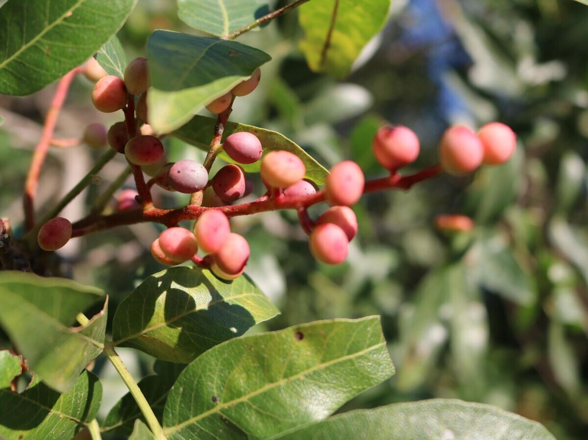    Фисташка атлантическая (Pistacia atlantica) | © Shutterstock/FOTODOM / Lubov Vis