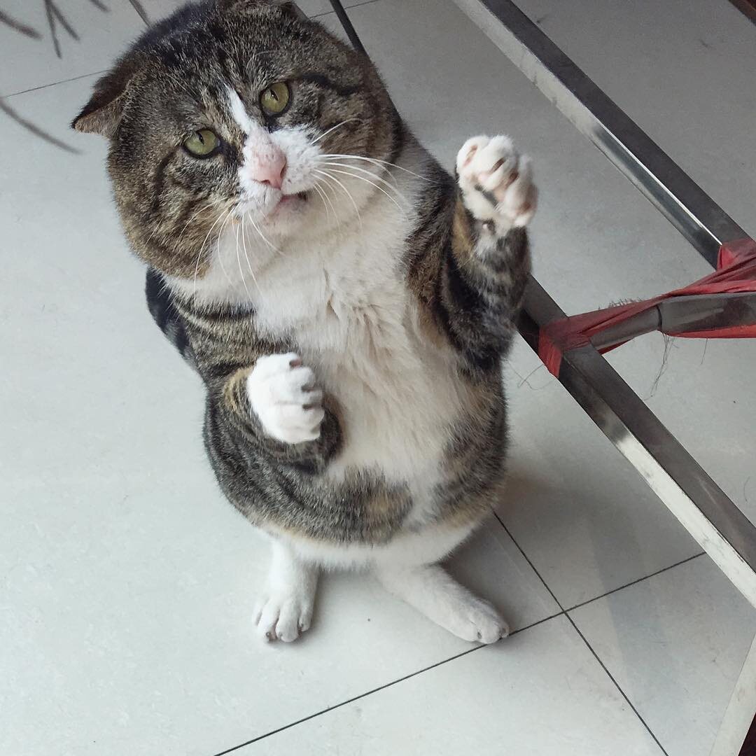 - И ещё она вот так, вот так на меня ругалась!