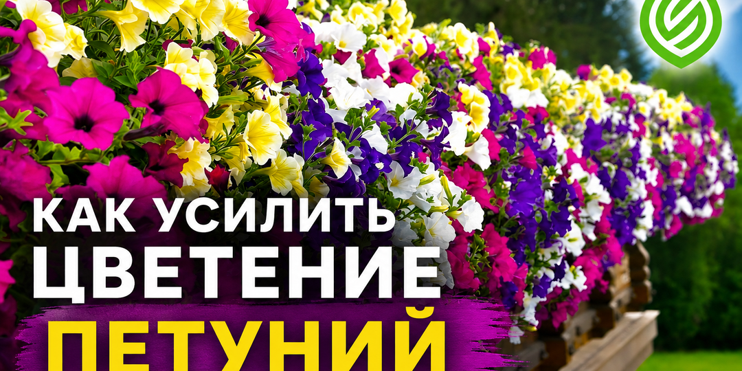 Как усилить цветение петуний в июле
