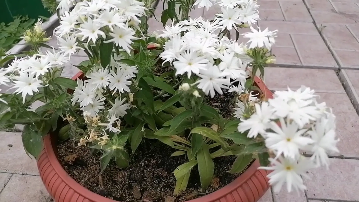 Флоксы Попстарс, в горшке на 9 л два куста, фото автора