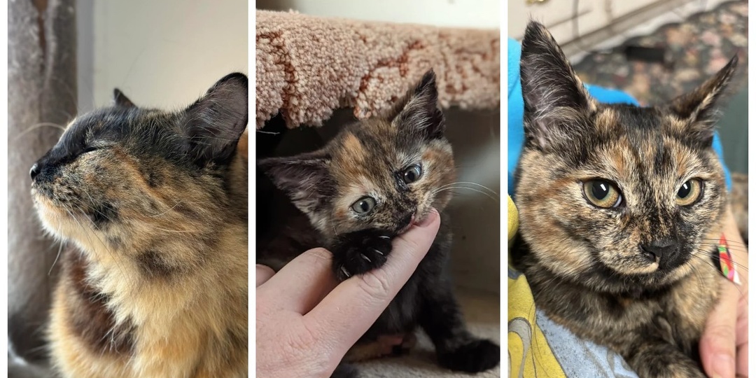 30 фото кошек, которых считают талисманами удачи