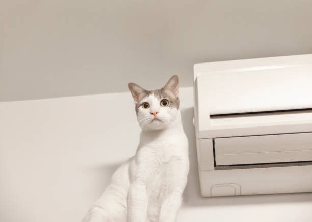 источник фото: https://media.istockphoto.com/id/1135113008/ru/%D1%84%D0%BE%D1%82%D0%BE/%D0%B1%D0%BE%D0%BB%D1%8C%D1%88%D0%B0%D1%8F-%D0%B1%D0%B5%D0%BB%D0%B0%D1%8F-%D0%BA%D0%BE%D1%88%D0%BA%D0%B0-%D1%81%D0%B8%D0%B4%D0%B8%D1%82-%D1%81-%D0%BA%D0%BE%D0%BD%D0%B4%D0%B8%D1%86%D0%B8%D0%BE%D0%BD%D0%B5%D1%80%D0%BE%D0%BC.jpg?s=612x612&w=0&k=20&c=2AuTmw2zhnaxv1MTKvWiR13FsoolNlmU_Y_luONFX_0=