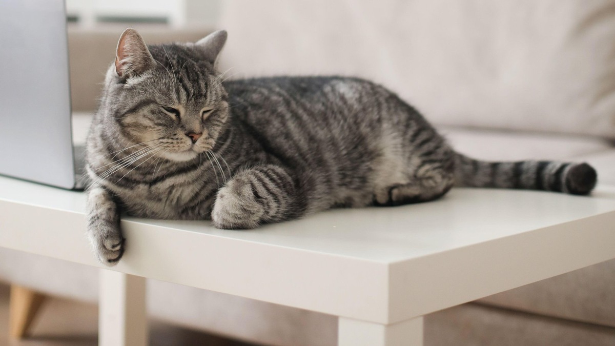    Кошка, конечно, не может мстить в привычном нам понимании