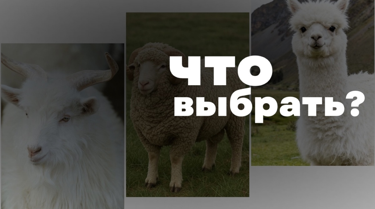 Кашемир, меринос или альпака - что выбрать?