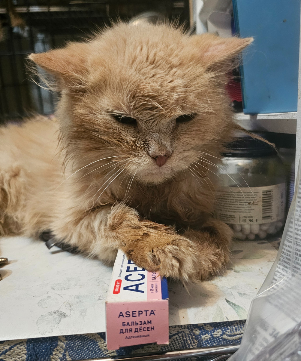 Фото автора. Бубусик наш старый котик, его хозяйка принесла на последний укол.