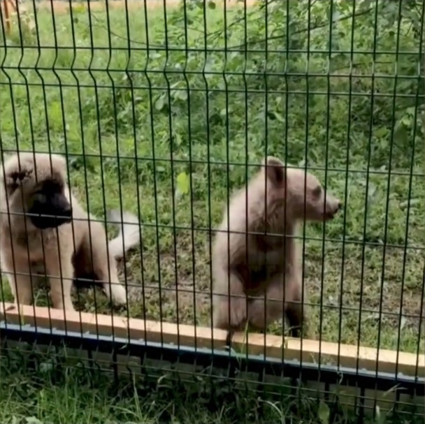 Дынька и Арбузик 