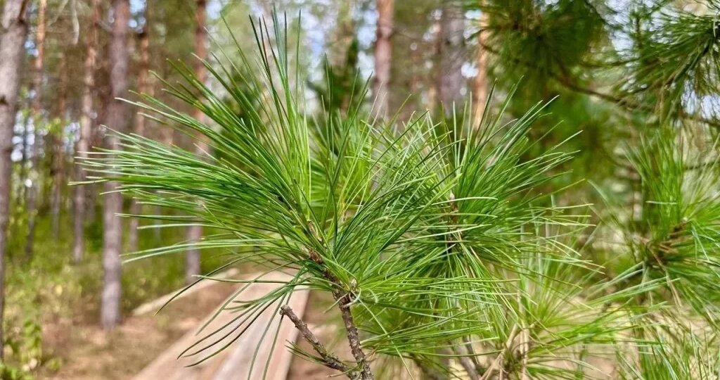 Инклюзивный маршрут в Бузулукском бору: в дендросаду открывается доступная экотропа