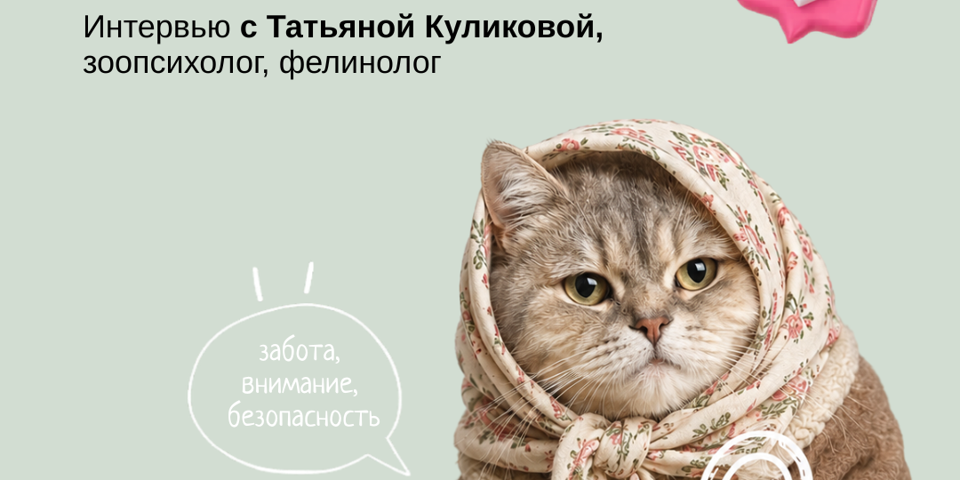 Ваша пожилая кошка нуждается в особых мерах безопасности!