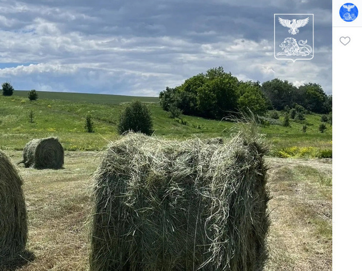     В Белгородской области полным ходом идет заготовка животного корма, фото: скриншот со страницы vk.com/wall-96553609_134431