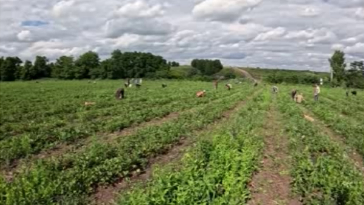    Александр Чепик осмотрел два агропредприятия в Фатежском районе Курской области