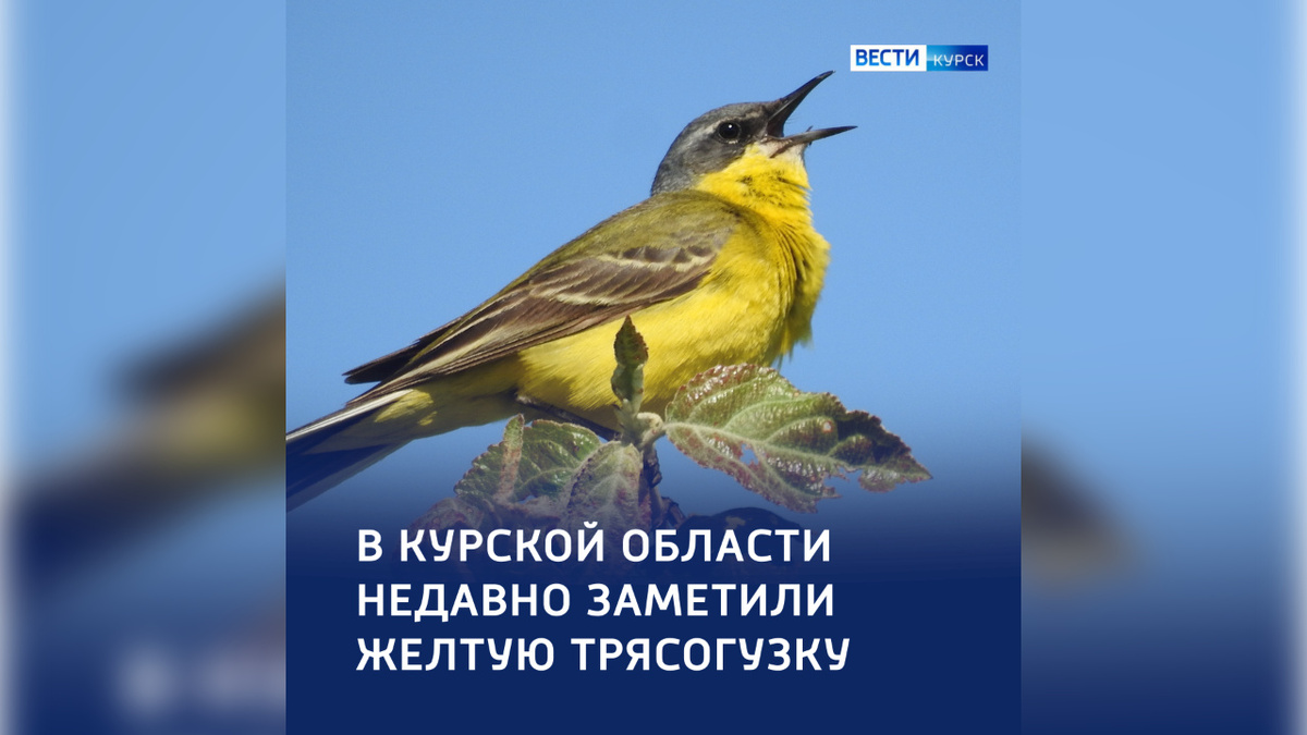    В Курской области орнитологи заметили желтую трясогузку