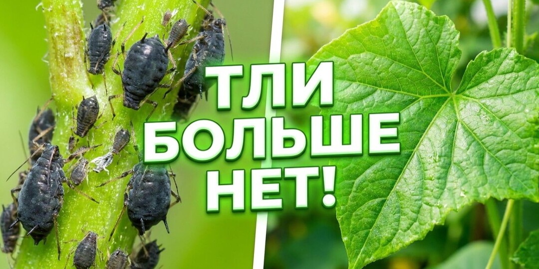 Тля исчезла за 24 часа! Мой рабочий рецепт без единой капли химии
