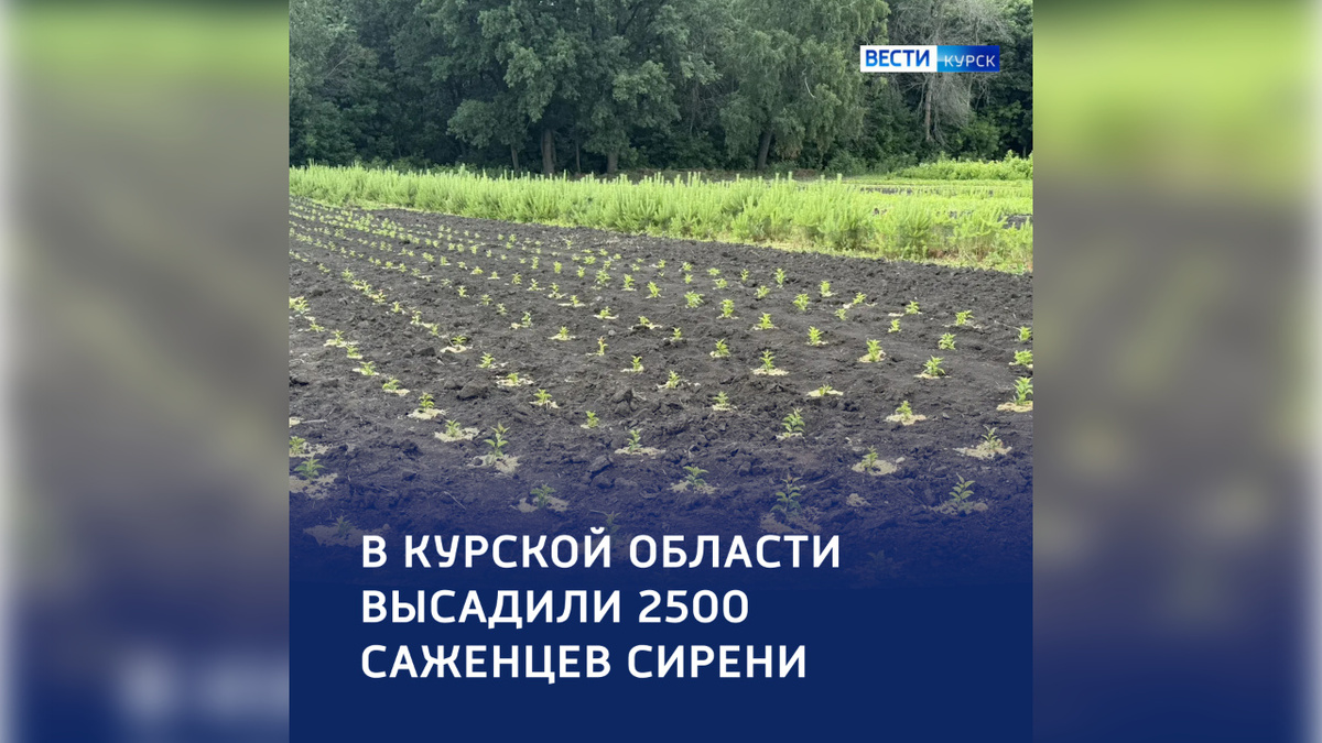    В Курской области появилось сиреневое поле