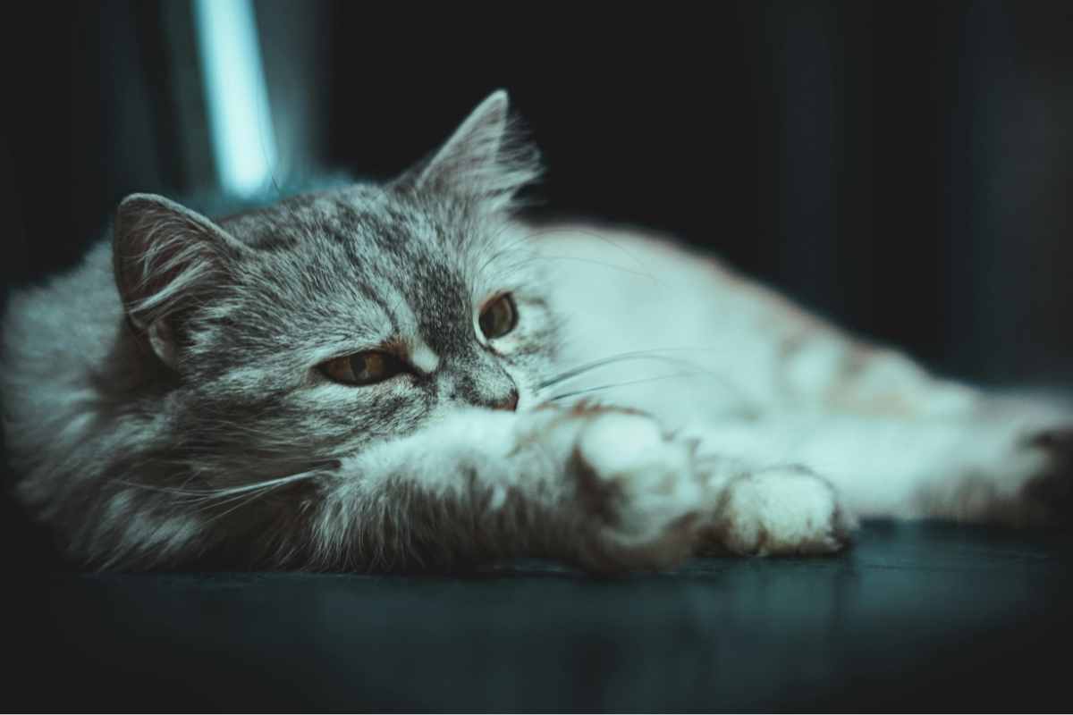 Может ли кошка умереть от стресса