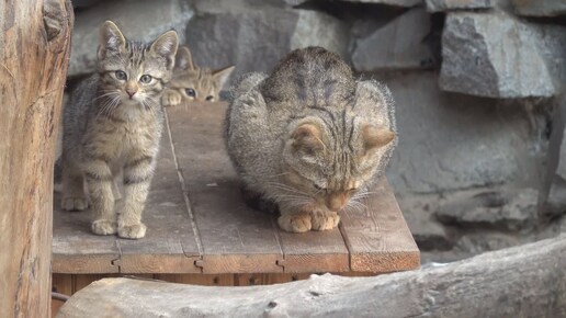 Котята европейских лесных котов. 22.06.2026