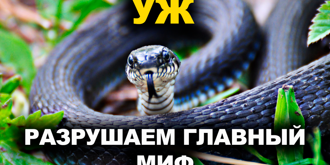 Правда и мифы об ужах: кусаются ли они и как отличить от гадюки