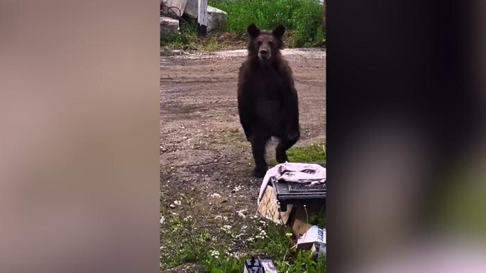 В Байкальске второй раз за месяц заметили медведя возле жилых домов. Обложка © VK / Иркутск Новости