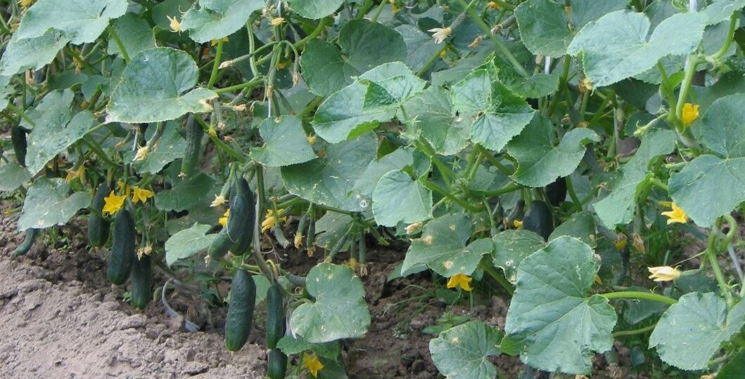 🥒 Огурцы в июле: как я перестал их жалеть и начал собирать до октября