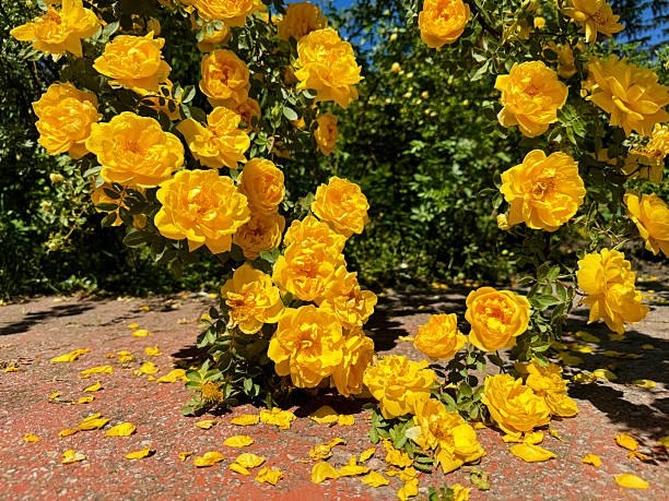 Розы🌹 известны человечеству с древних времён, ещё до нашей эры