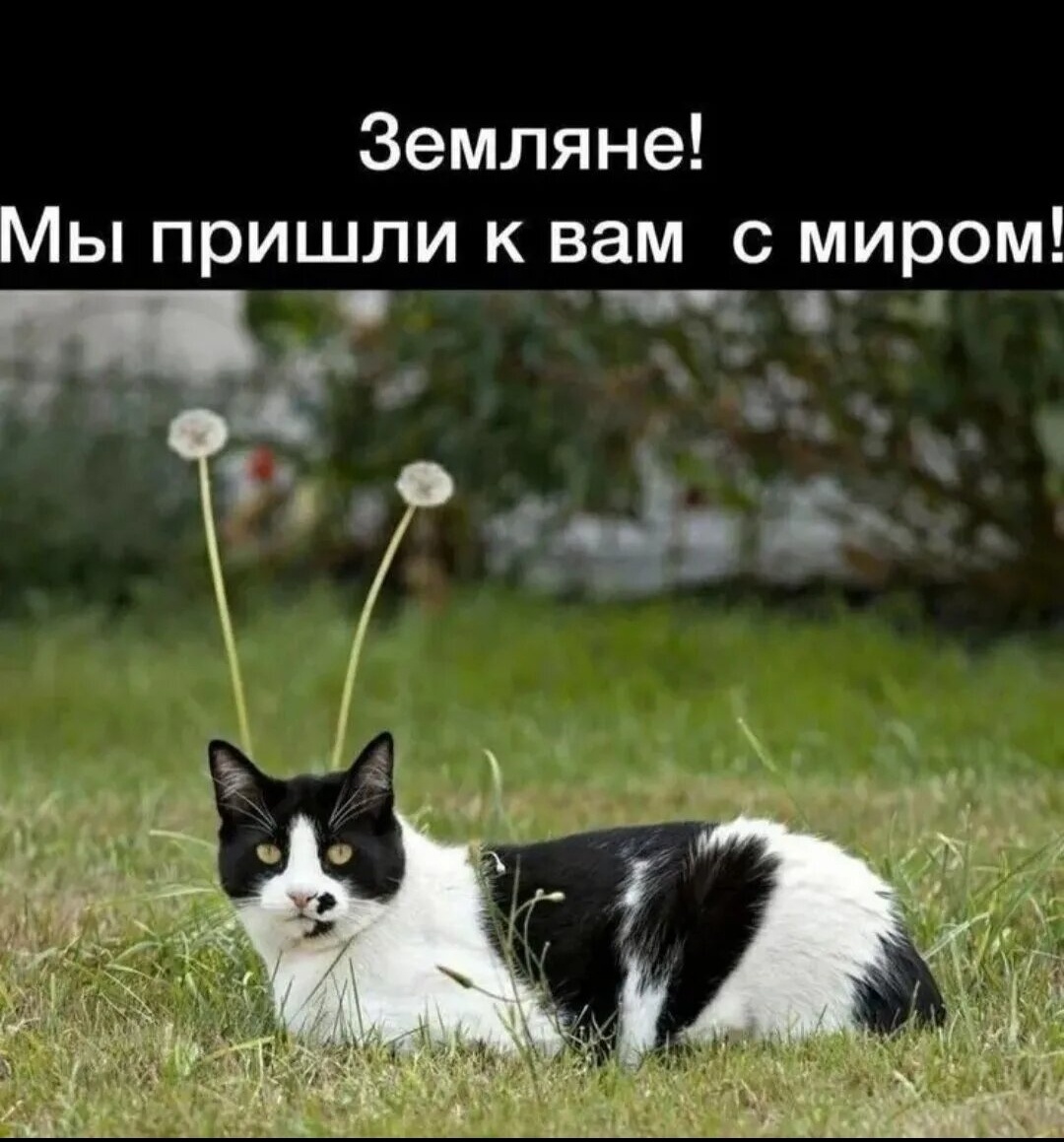 Просторы интернета.