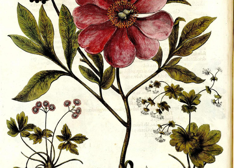 История пионов. «Сад Айхштетта» (Hortus Eystettensis).