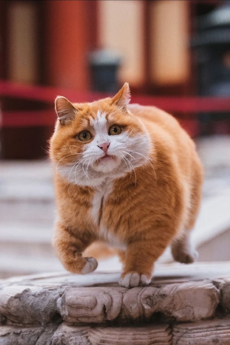 Кот Байдяньэр 