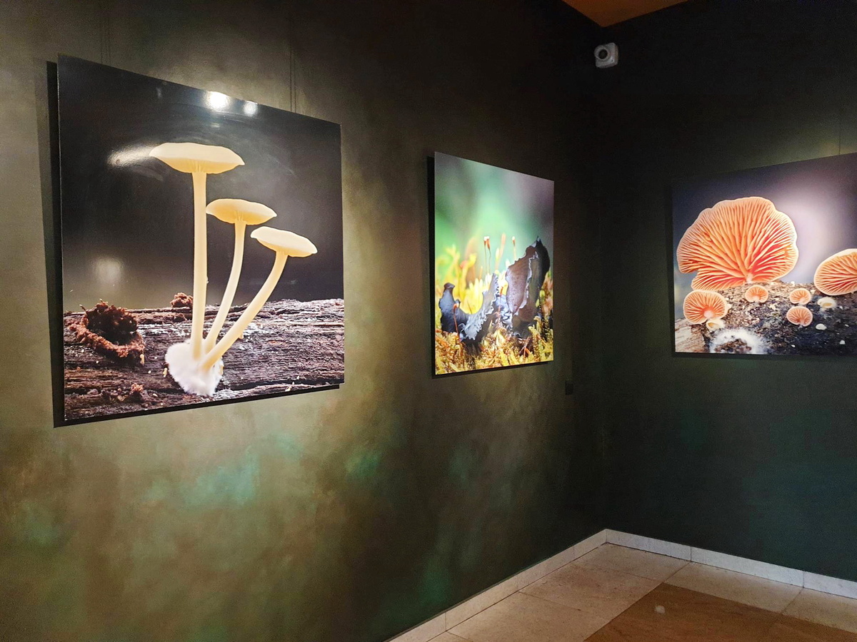 Вход в ресторан Mushrooms