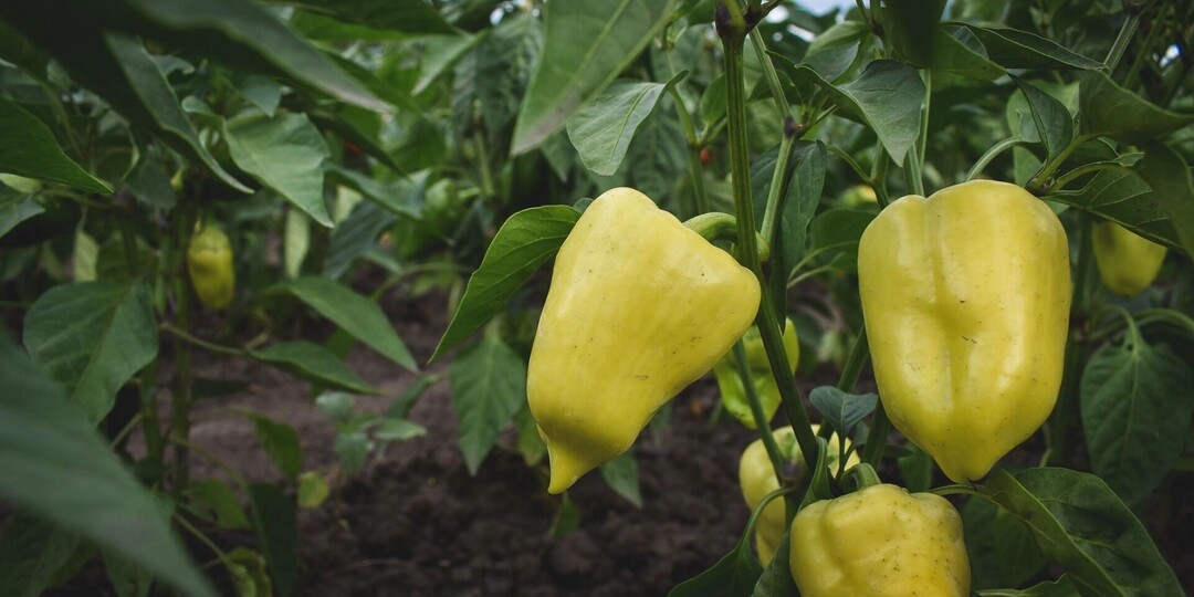 В июле дачников ждут 25 благоприятных дней по лунному календарю