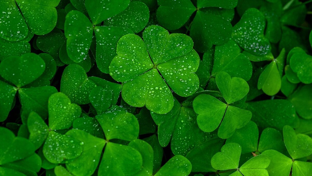    Фото: Nadya So / shutterstock.com / Fotodom