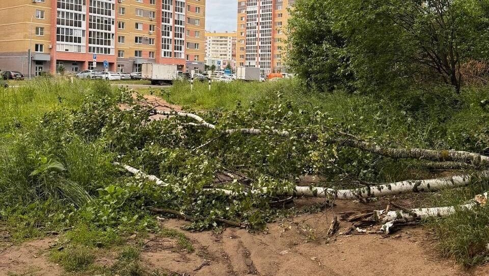    Дорога до остановки через лесопосадку.   Предоставлено читателем Inkazan