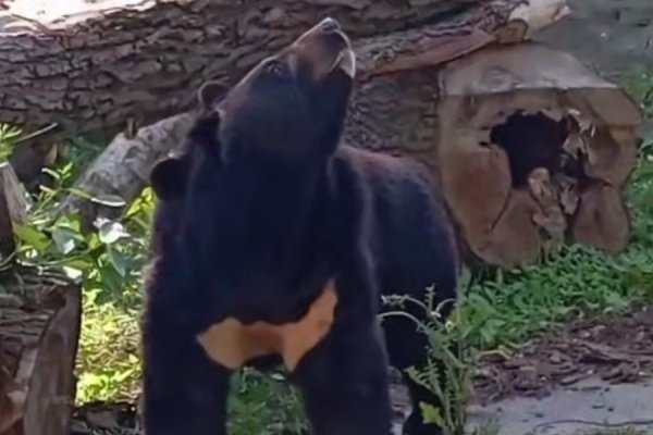 В Калининградский зоопарк на временное жительство прибыл гималайский медведь из Москвы