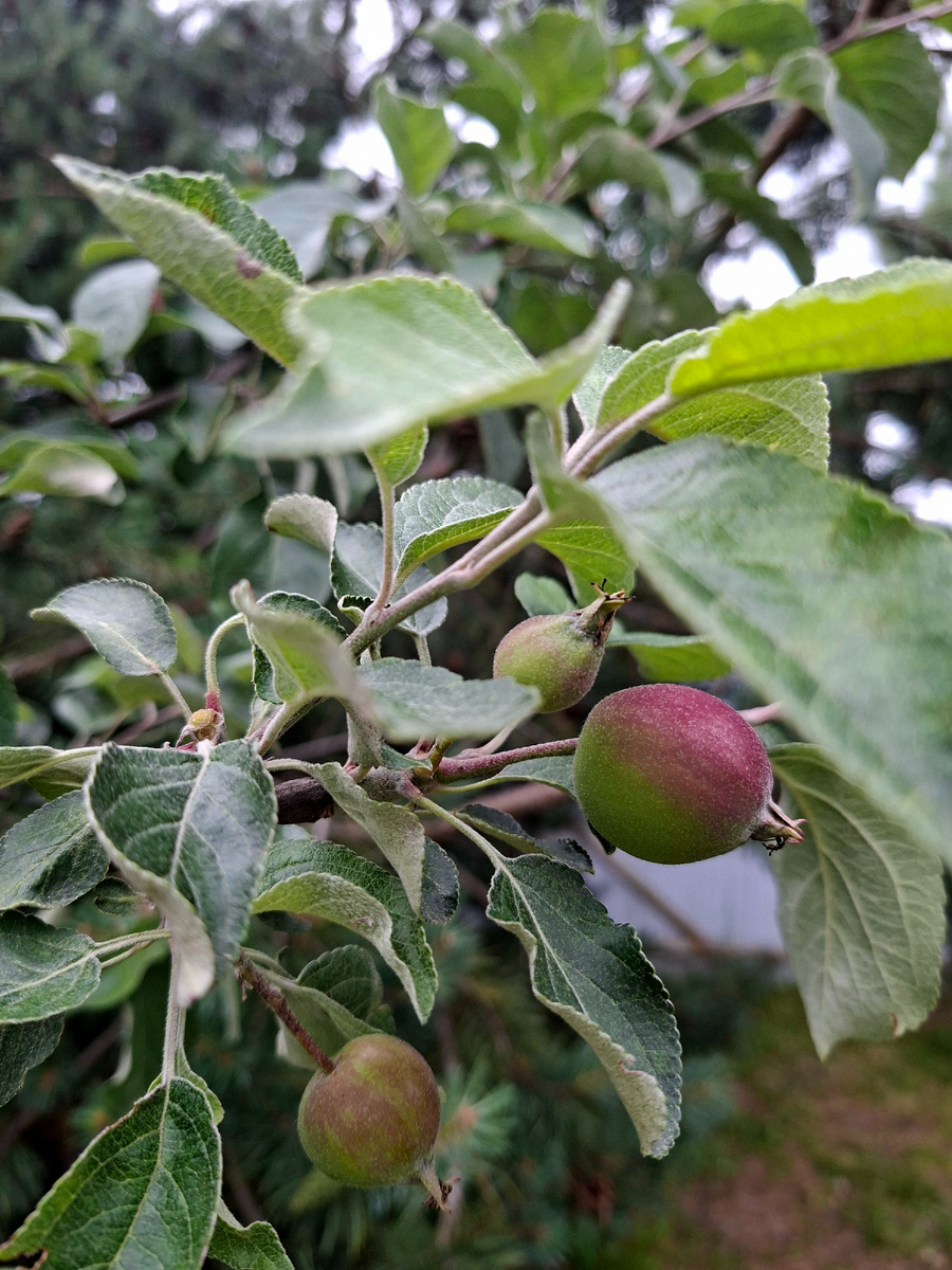 Яблоня 🍏🍎