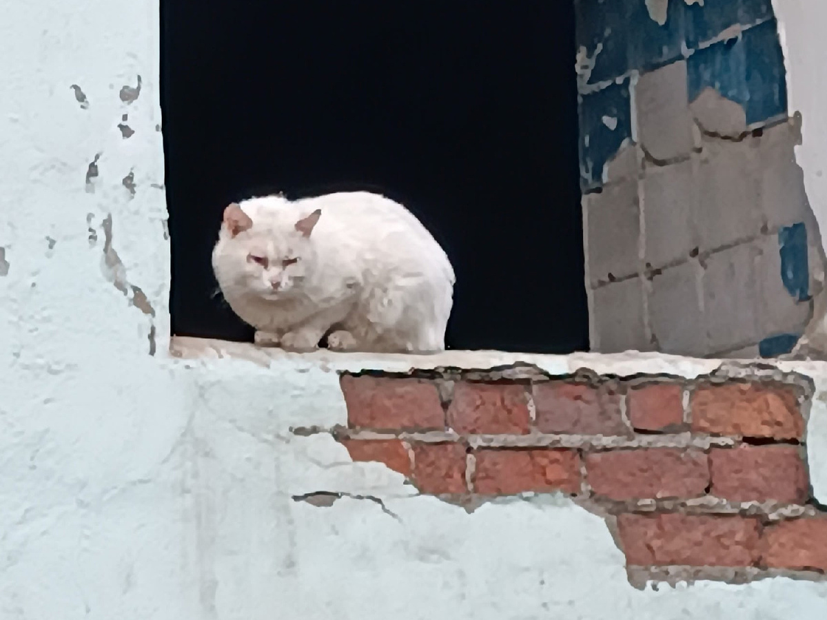 Коты наблюдают за родным подъездом из окон соседнего разрушенного дома
