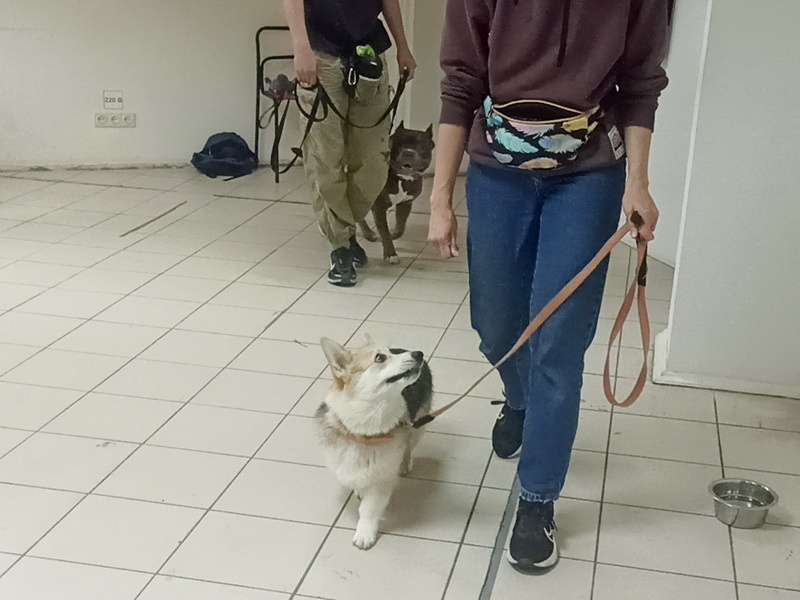 Вельш корги пемброк Плюша. Занятие в группе по дрессировке. Тольятти, 17 июня 2026.