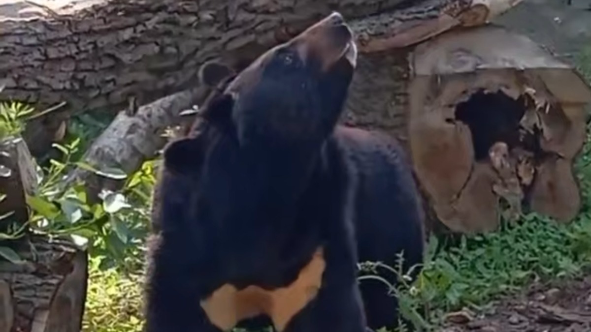    Фото: Telegram / Калининградский зоопарк