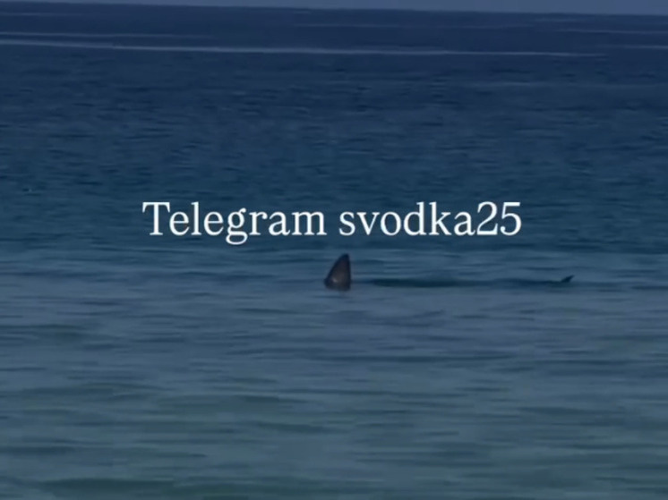     Нелегкая прогулка: акула подплыла к берегам бухты Триозерье в Приморье фото: telegram-канал «Svodka25»