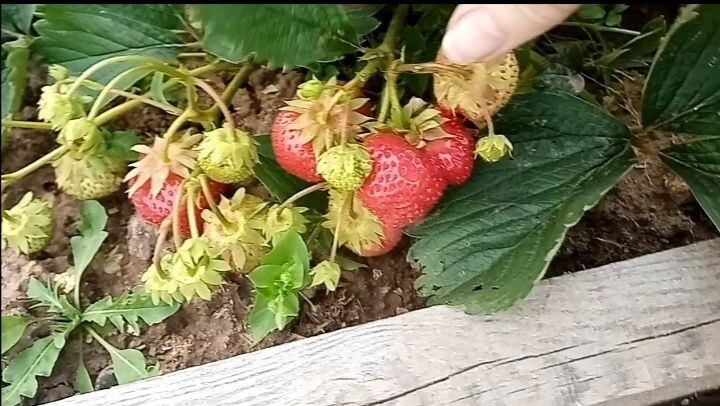 Клубника/фото автора статьи 