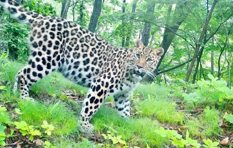    Источник фото: max.ru/leopard_land/