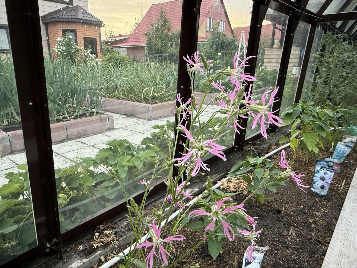 Кукушкин цвет