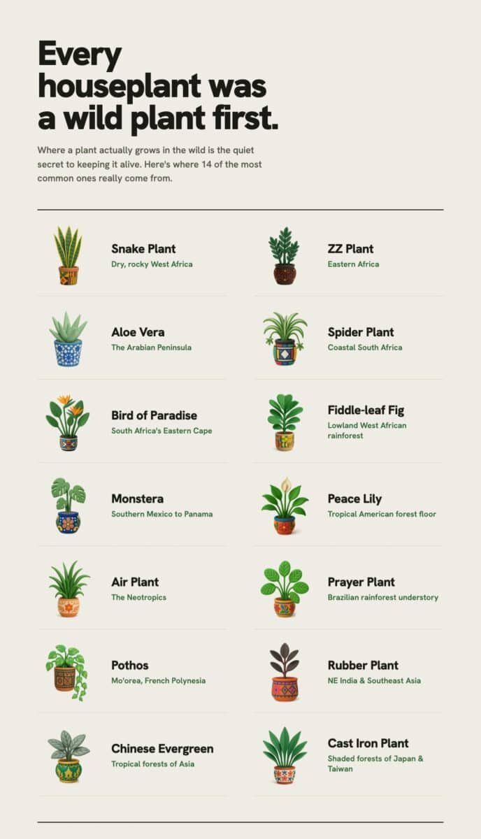    Инфографика: родина популярных домашних растений / © Mastbubbles / Houseplant Atlas