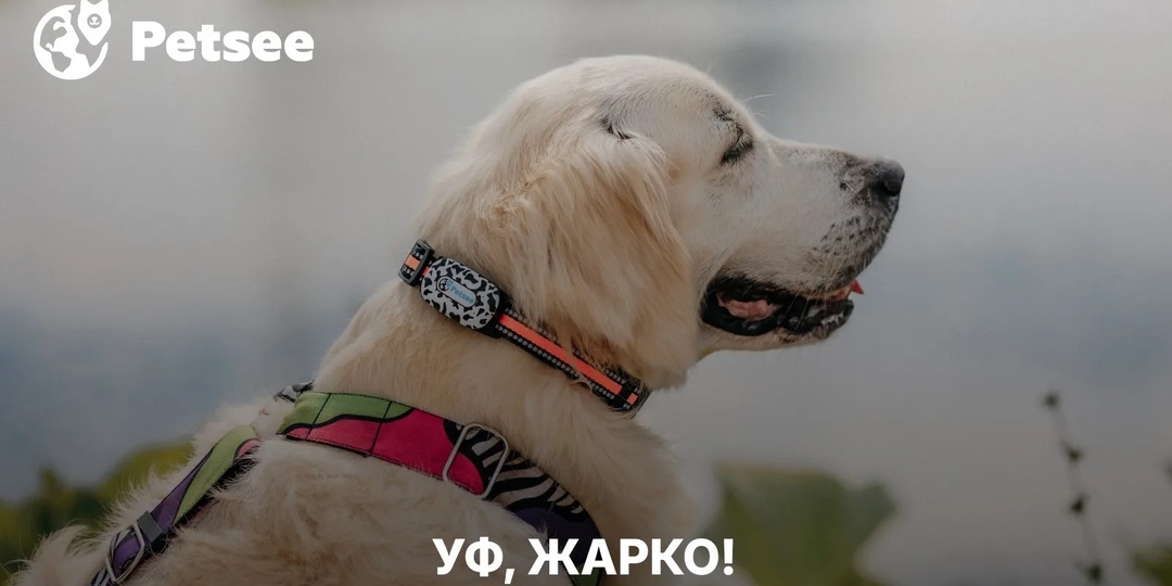 Собака еле дышит в жару? 9 способов помочь питомцу, о которых знают далеко не все владельцы