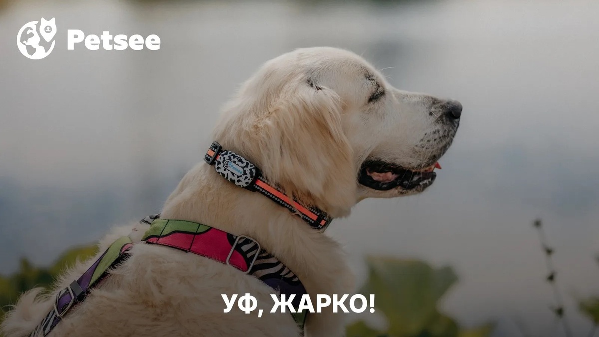 Собака еле дышит в жару? 9 способов помочь питомцу, о которых знают далеко не все владельцы