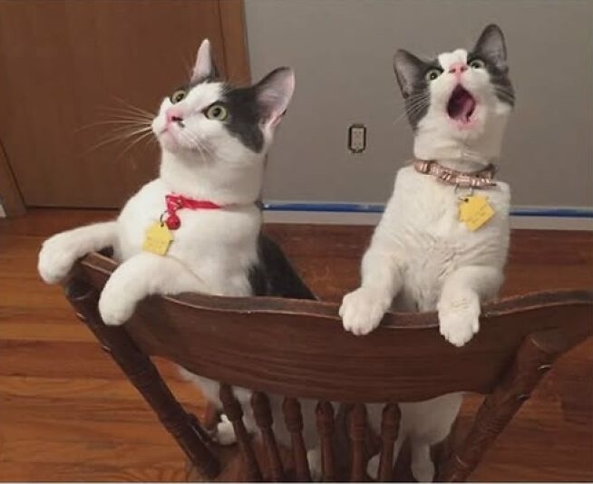"Мои кошки первый раз увидели потолочный вентилятор"". Источник: Cats In Play Mode