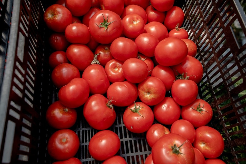    За год плодоовощная продукция в Ростовской области снизилась в цене на 12,8%. Андрей АБРАМОВ