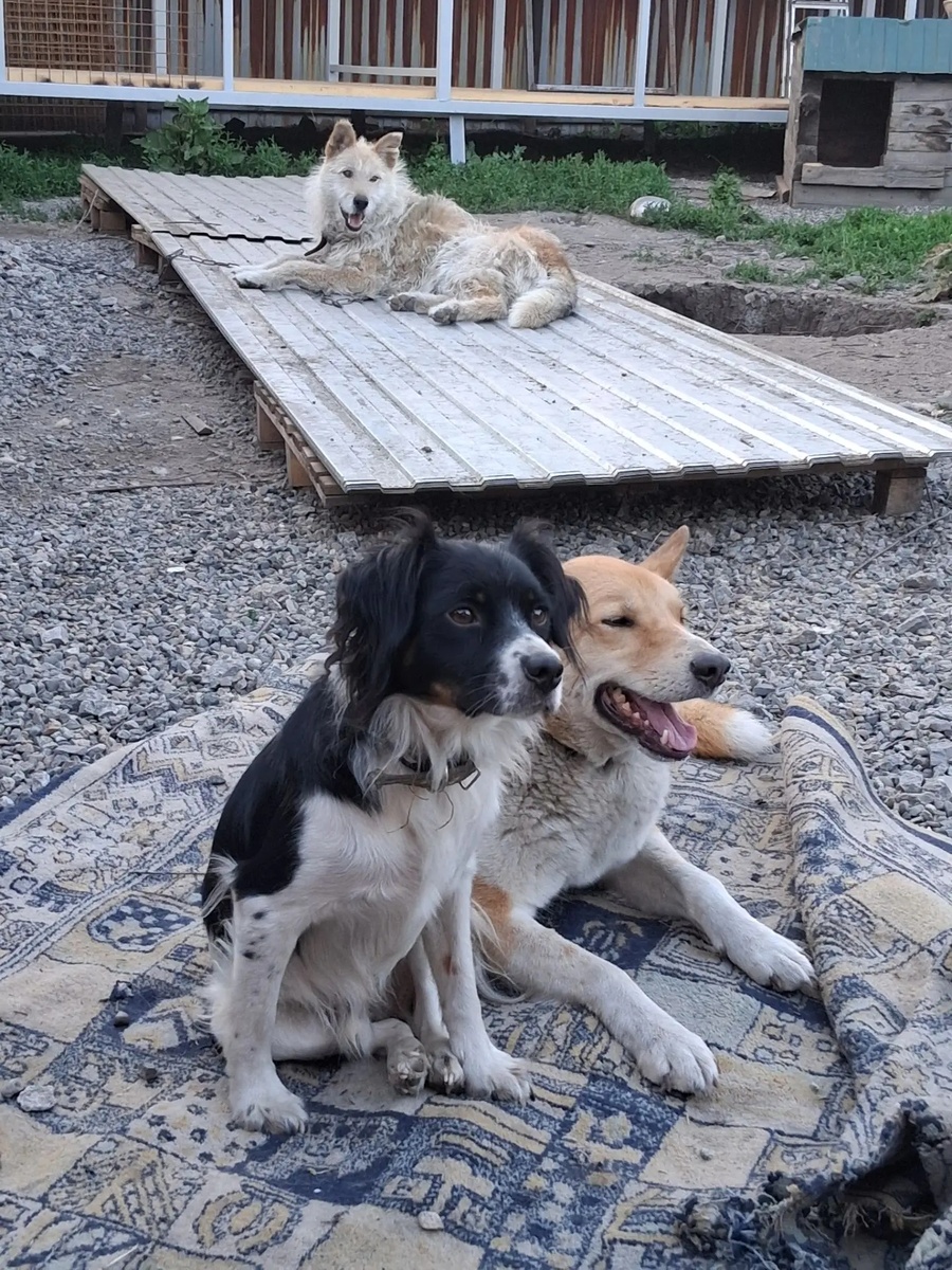 Живем не тужим