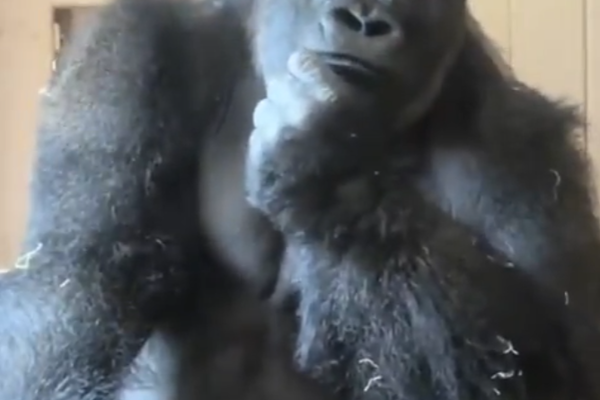 Кадр видео: Higashiyama Zoo/X   📷