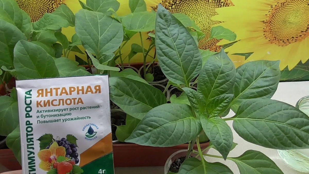 Янтарная кислота — стимулятор роста, а не удобрение: что нужно знать огороднику