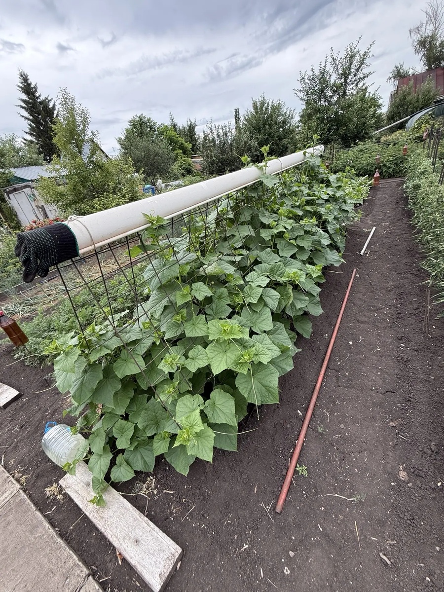 🥒
